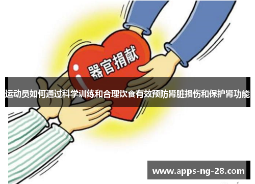 运动员如何通过科学训练和合理饮食有效预防肾脏损伤和保护肾功能